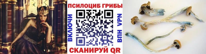 Купить где  Чёрмоз  Псилоцибиновые грибы GOLDEN TEACHER 